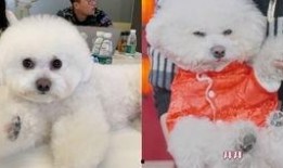 付大锤最新爆料,娱乐圈最新重磅爆料！